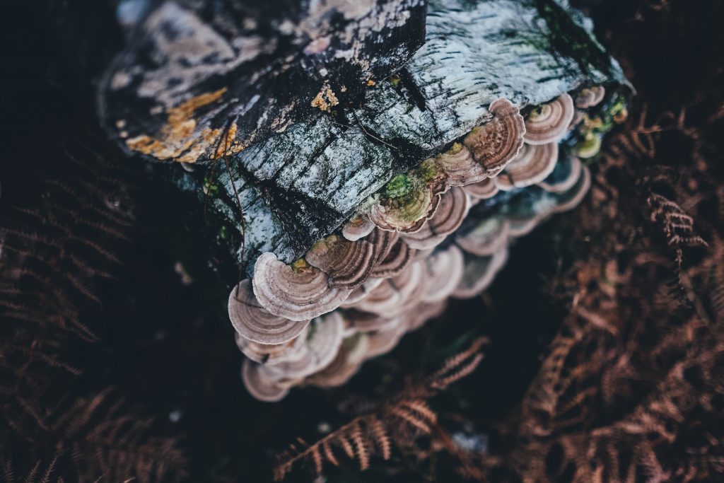 Fungi and mycelia are a vital component of forest soil.