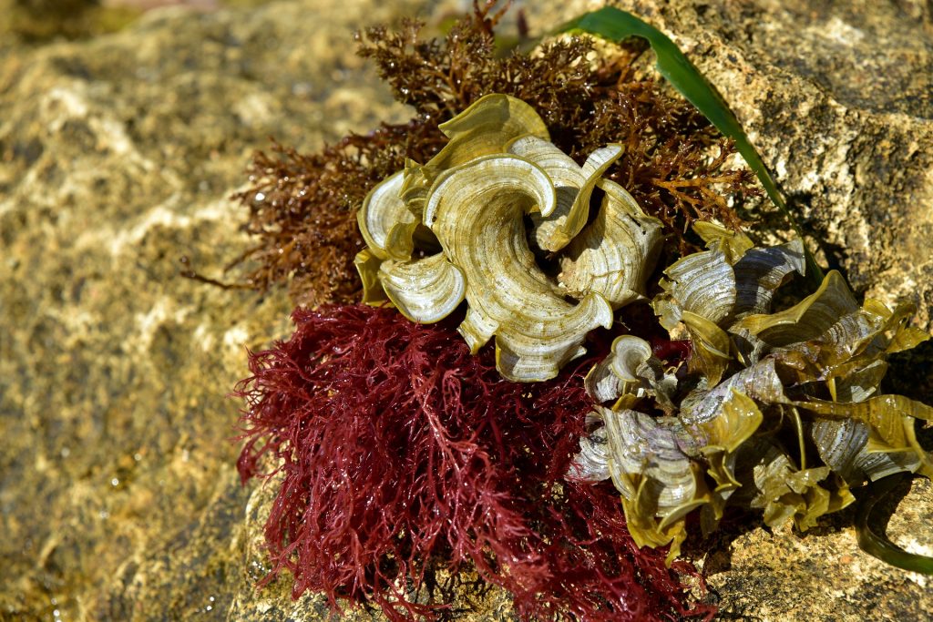 There are about 30 different types of kelp - that we know of so far.